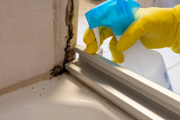 Best Mold Cleaning Services  in Mililani Mauka, HI