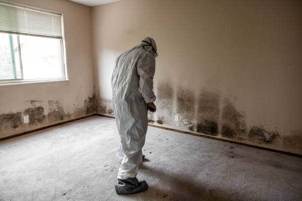 Best Attic Mold Removal  in Mililani Mauka, HI