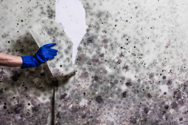 Best Office Mold Removal Services  in Mililani Mauka, HI