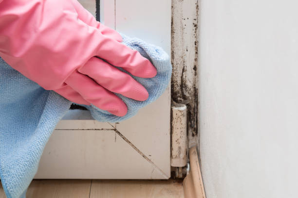 Best Residential Mold Removal  in Mililani Mauka, HI