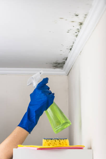 Best Mold Remediation Experts  in Mililani Mauka, HI